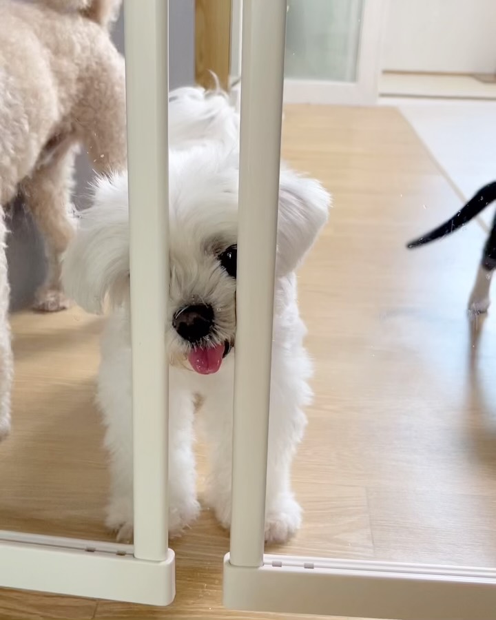 @sarang_boki이 올린 아토주 태그 게시물