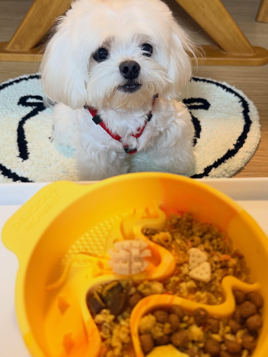 @simkung_i_bebe이 올린 내추럴피드 태그 게시물