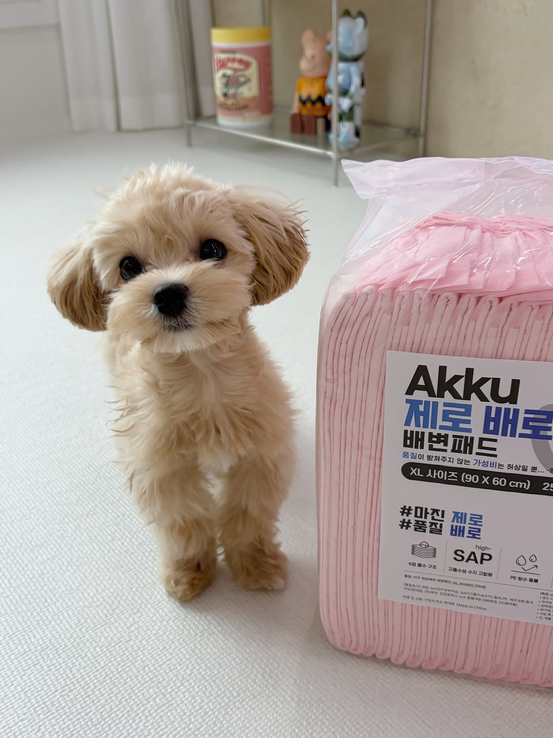 @choonsiiikk이 올린 아꾸 태그 게시물