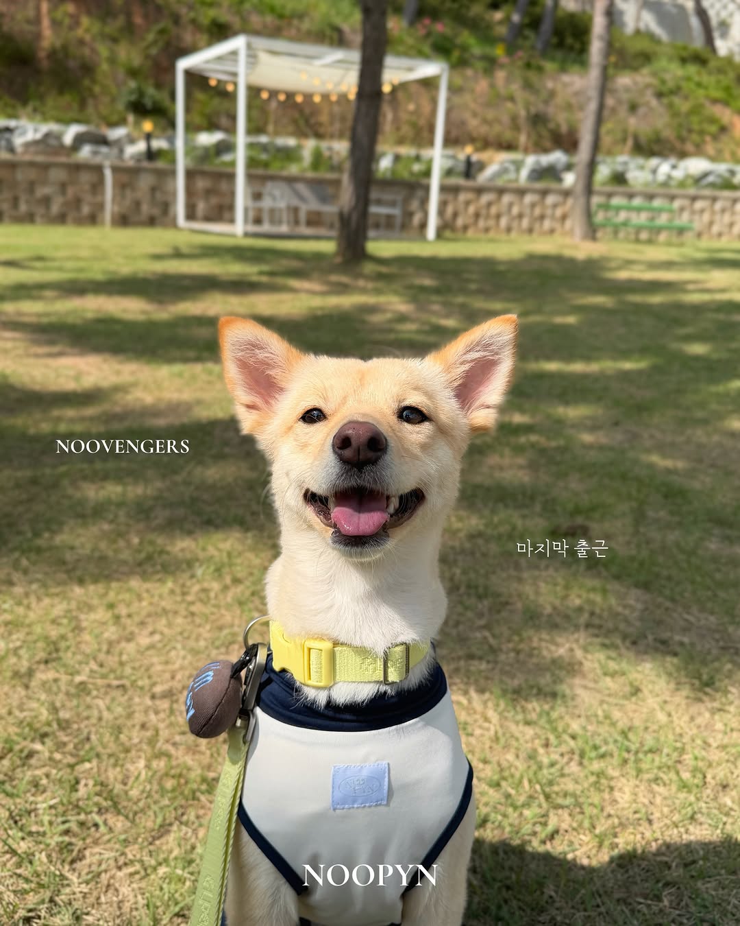 @daldal_danji이 올린 누핀 태그 게시물