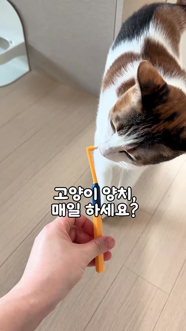 @astorang.lab이 올린 팡드미 태그 게시물