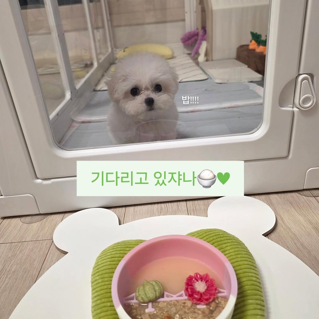 @gomtang_bichon이 올린 보울대학교 태그 게시물
