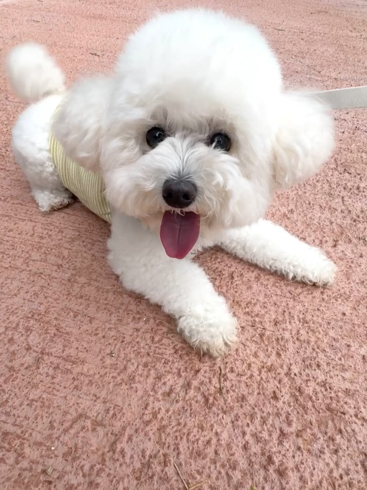 @kimbobby.zip이 올린 누핀 태그 게시물