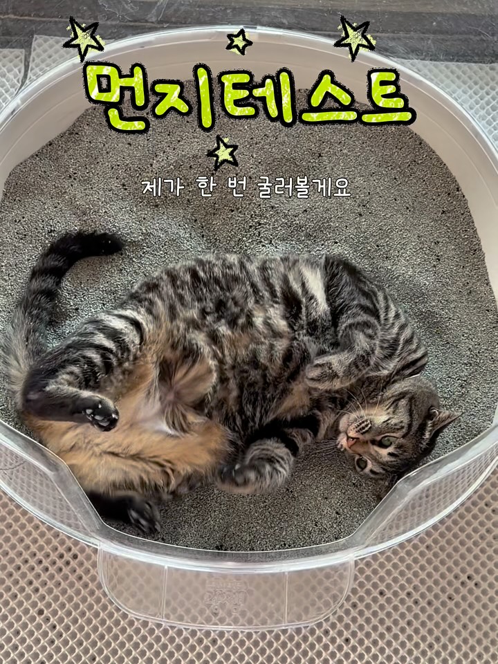 @mombo.ttatta이 올린 마이도미넌트 태그 게시물