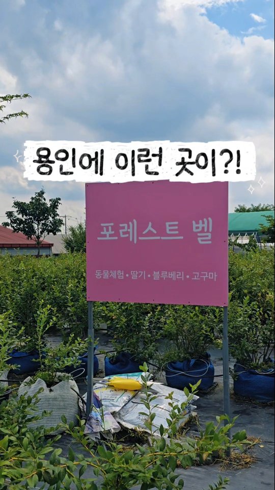 @chanho_mom이 올린 포레스트벨 태그 게시물