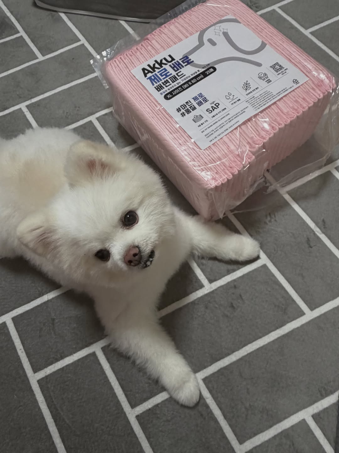 @hi.9wol이 올린 아꾸 태그 게시물