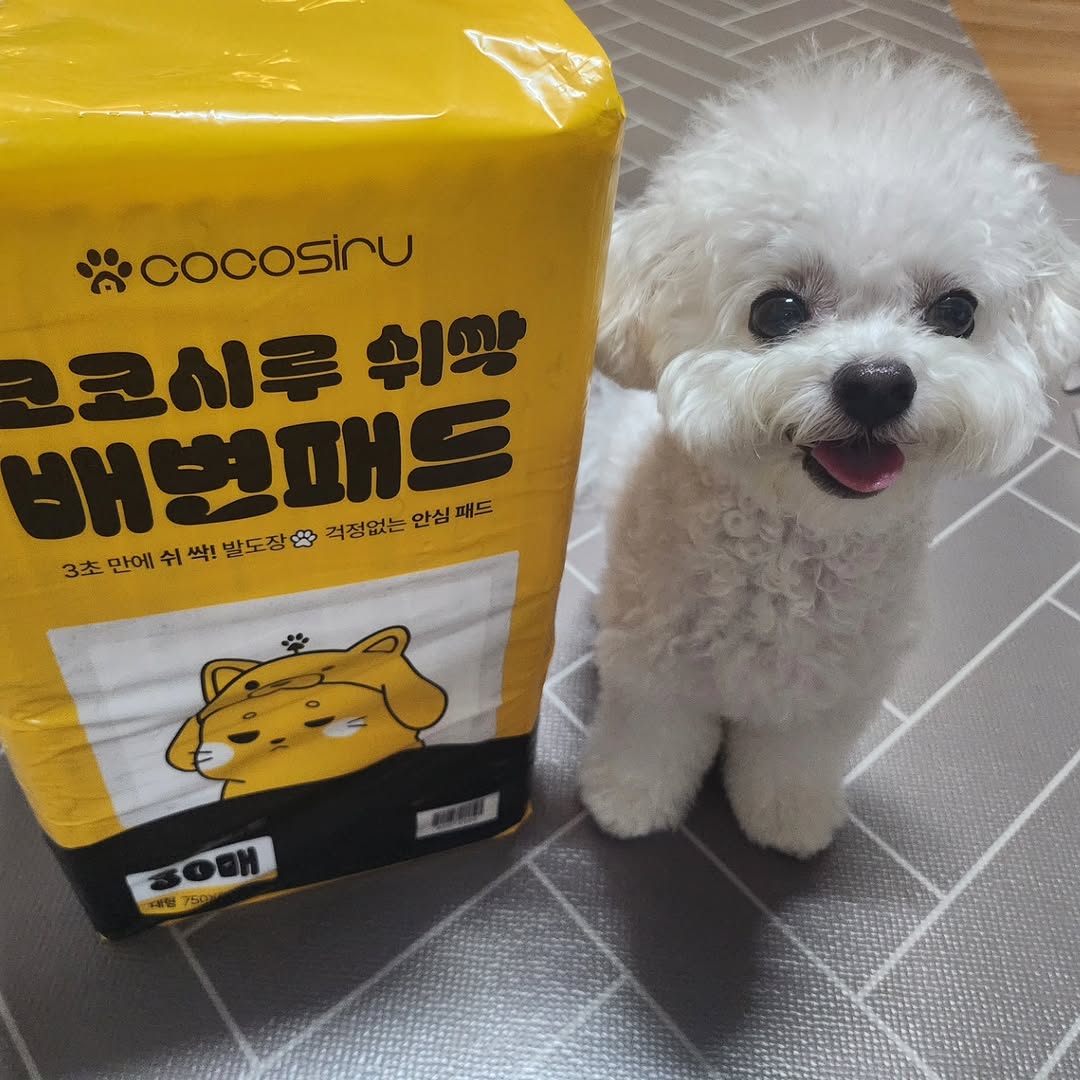 @eden_221224이 올린 코코시루 태그 게시물