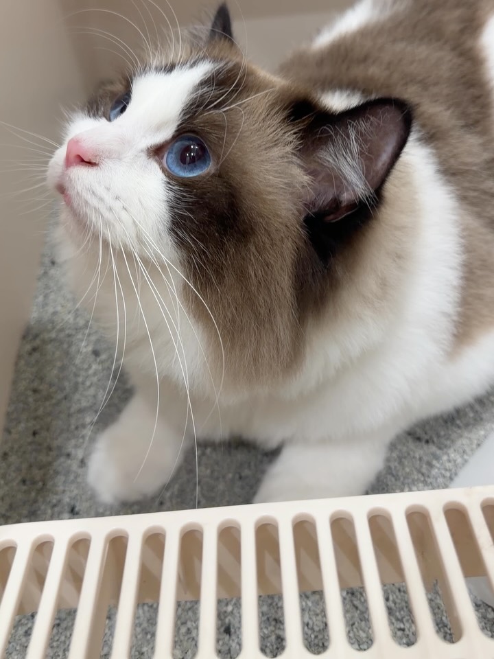 @sigppangjamkitty이 올린 마이도미넌트 태그 게시물