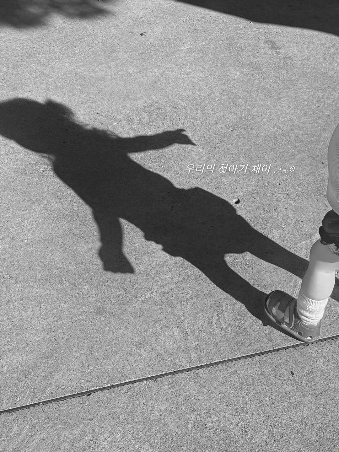 @sabuzak___이 올린 레떼드폴린 태그 게시물