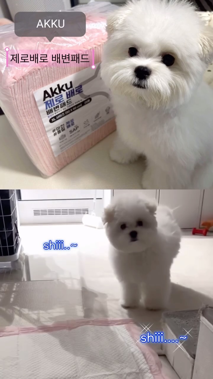 @crongzzang이 올린 아꾸 태그 게시물