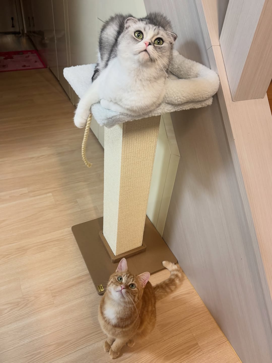 @wearetannurungzi이 올린 아토주 태그 게시물