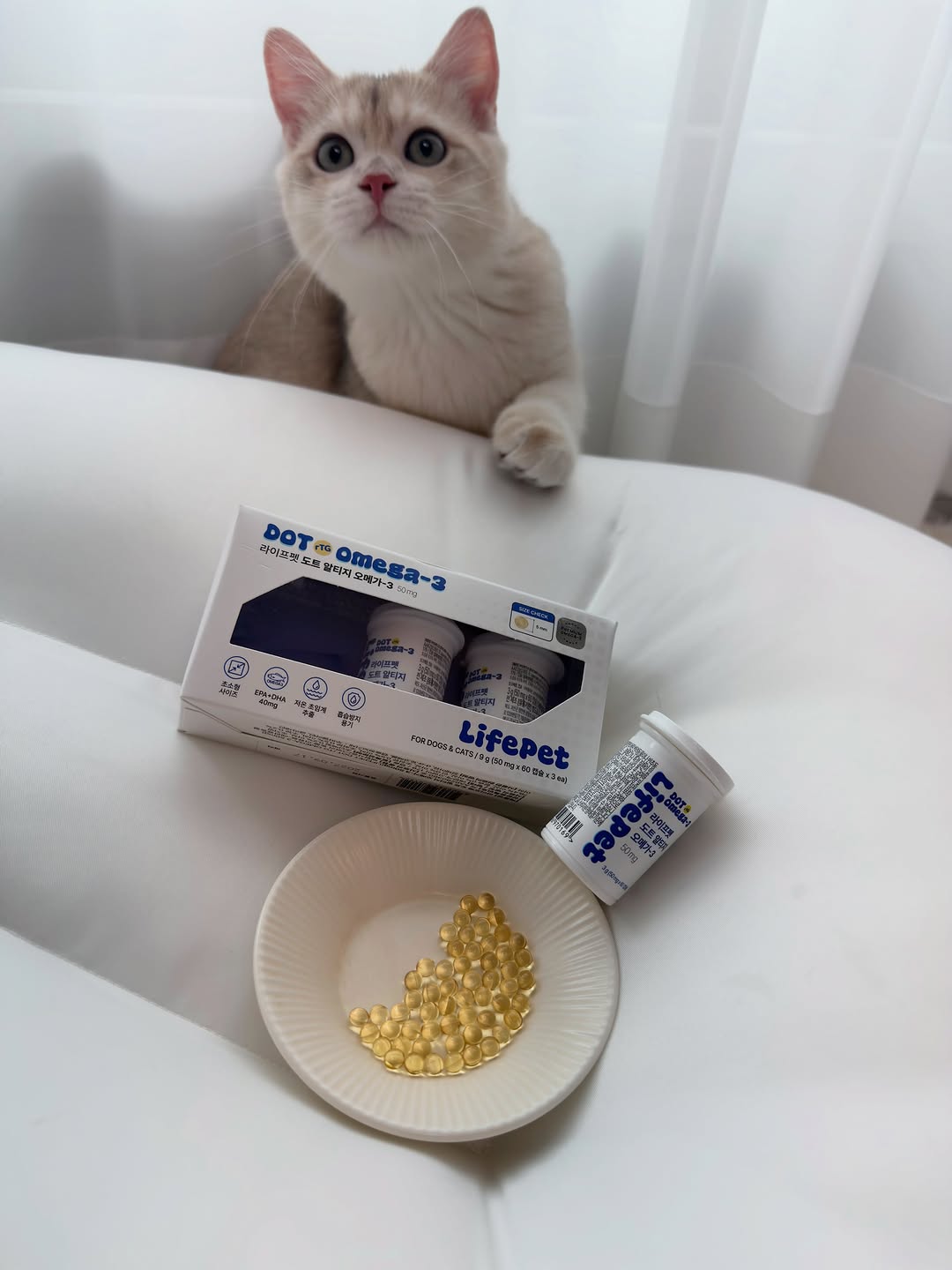 @chichi_is_good이 올린 라이프펫 태그 게시물