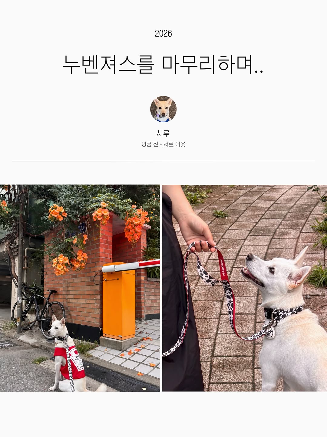 @siroo_gim이 올린 누핀 태그 게시물