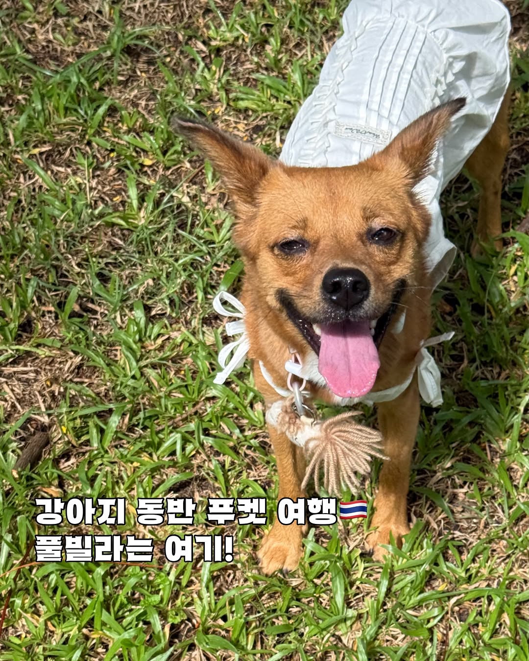 @kim.baesuzy이 올린 포포캄 태그 게시물