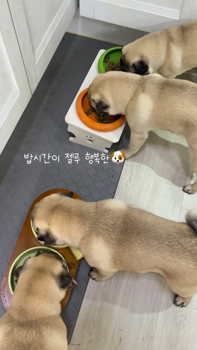 @pug_family12이 올린 히동이와야옹이네 | 강아지사료 · 애견사료 · 강아지간식 태그 게시물
