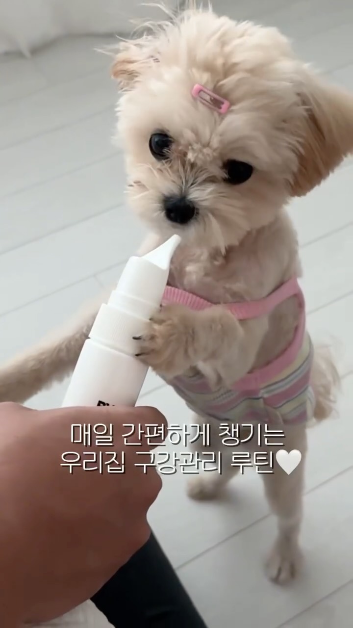 @maltipoo_hakong이 올린 바이랩 태그 게시물