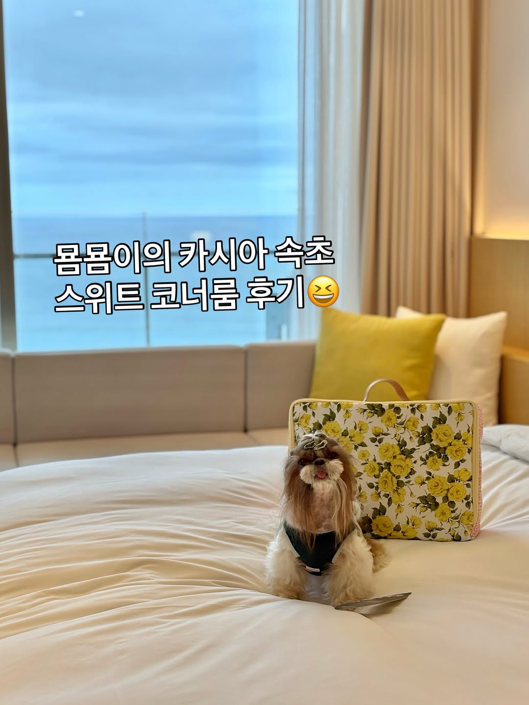 @chez_mingming이 올린 카시아 속초 태그 게시물
