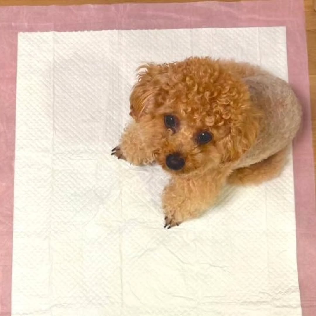 @gold_bronze22이 올린 아꾸 태그 게시물