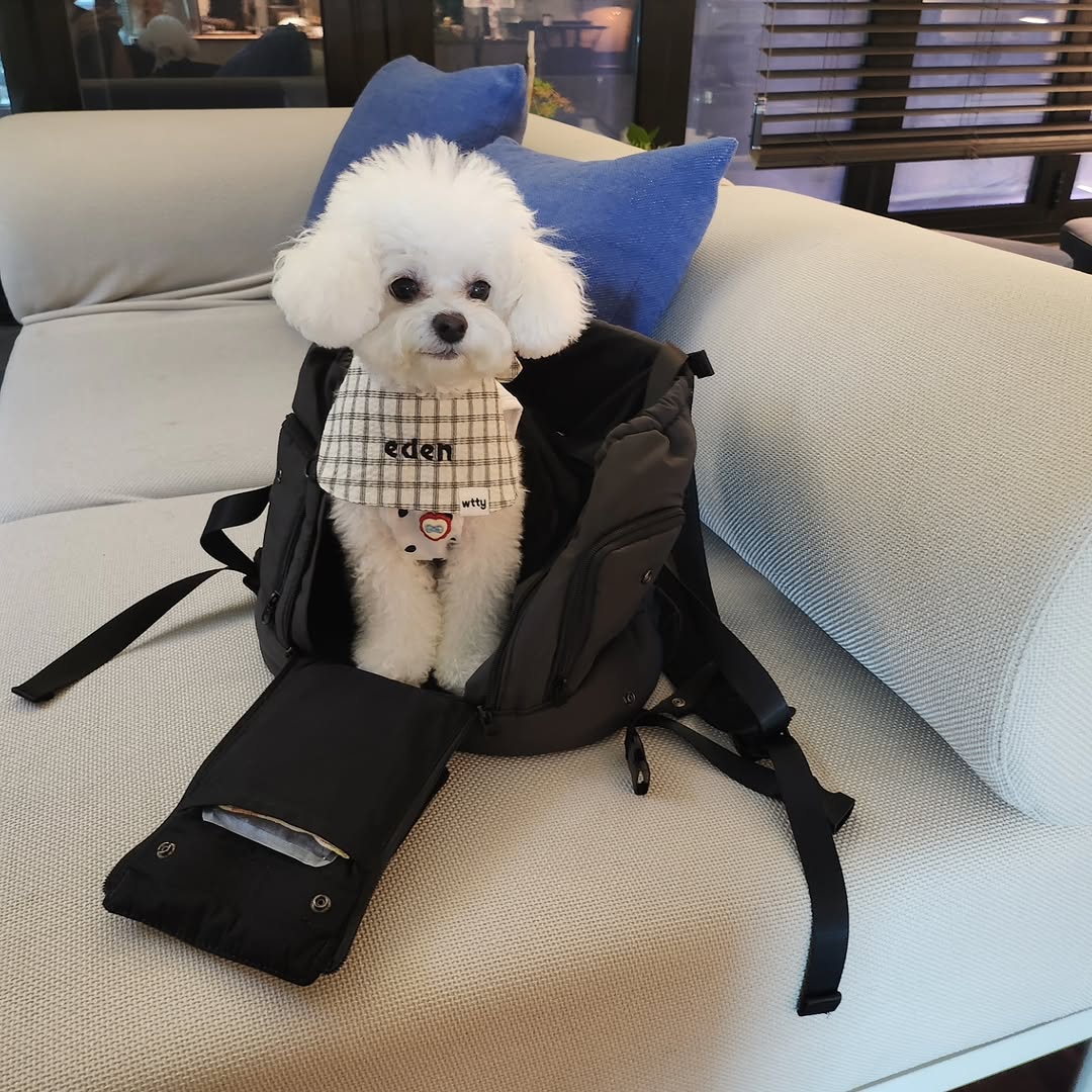@eden_221224이 올린 컴피라비올리 태그 게시물