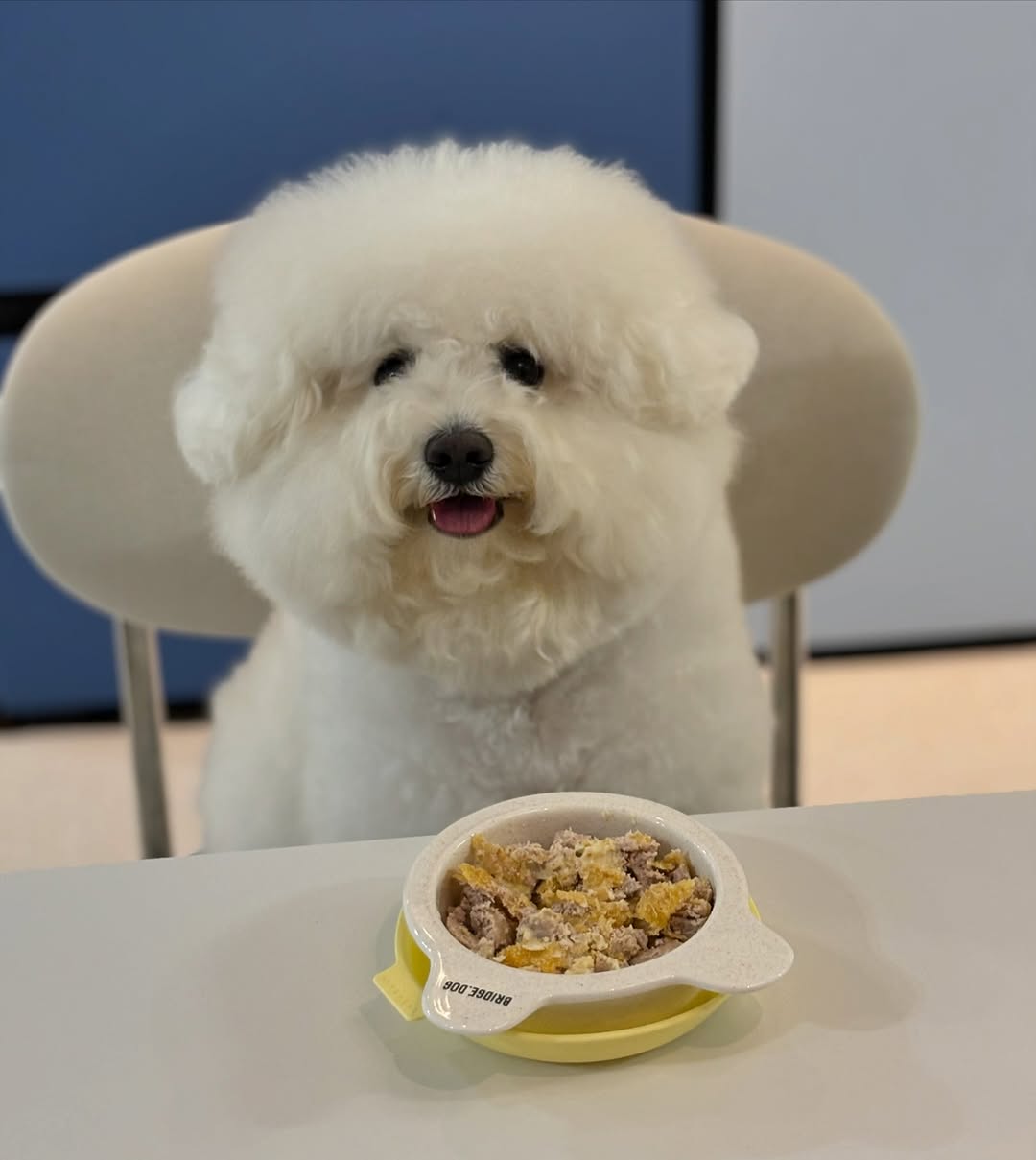 @sunmu_bichon이 올린 펫만찬 태그 게시물