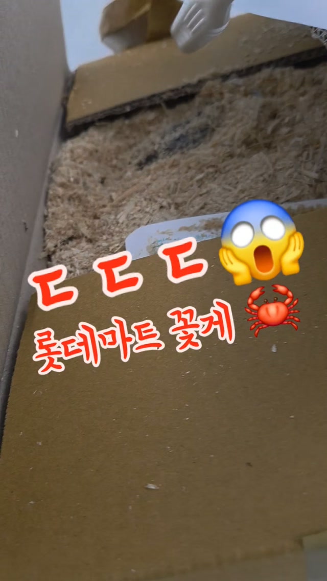 @lovelyhasol이 올린 롯데마트 태그 게시물