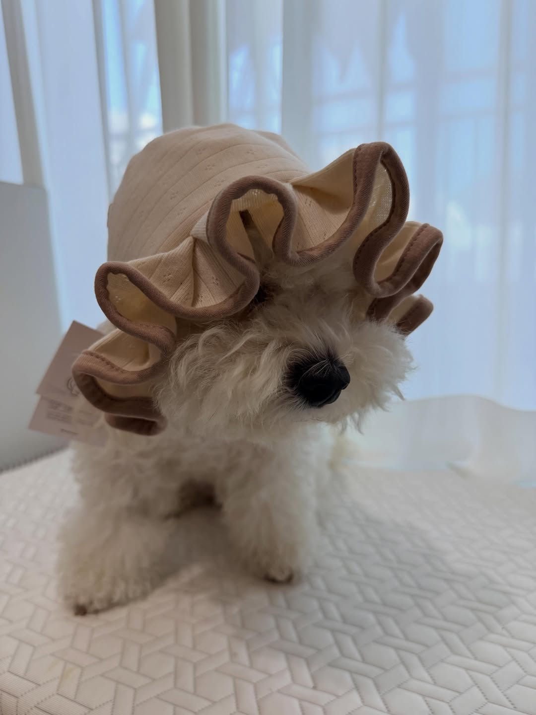 @dccw_love이 올린 포포캄 태그 게시물