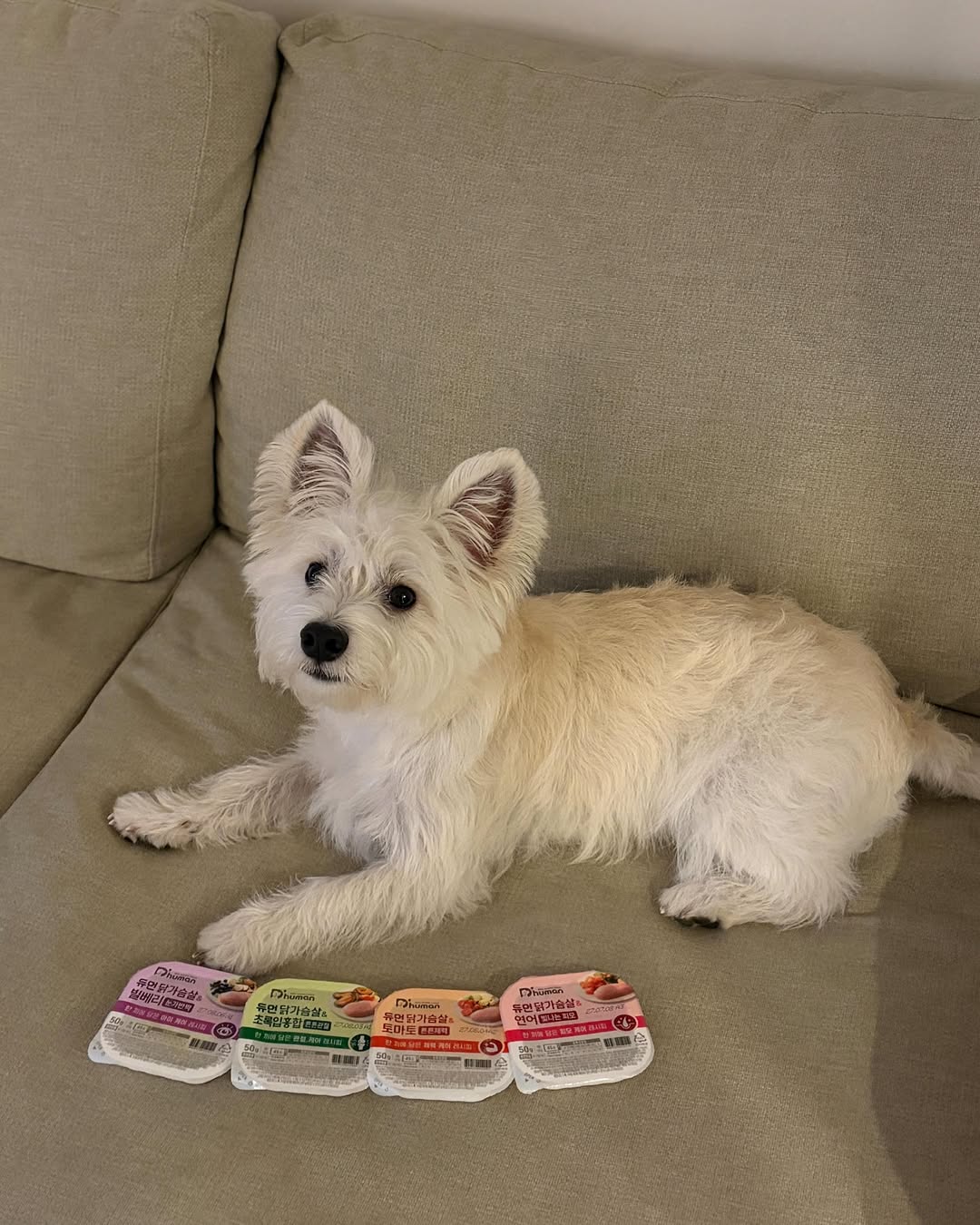 @westie_gyul이 올린 D'human 듀먼 태그 게시물