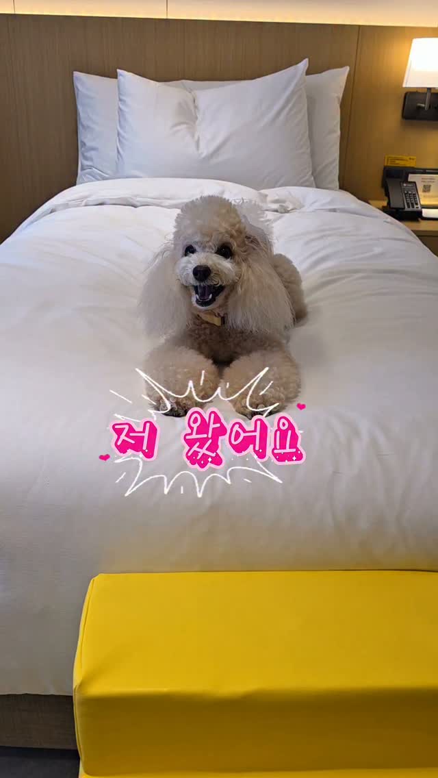@bori20121이 올린 카시아 속초 태그 게시물