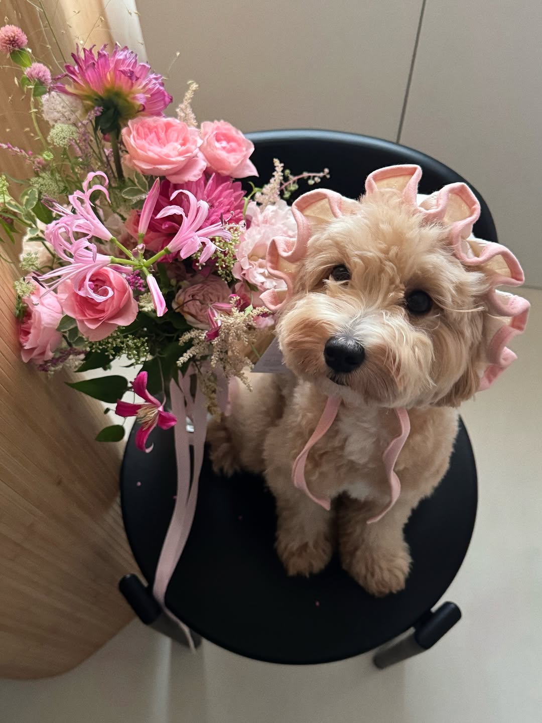 @mytatathemaltipoo이 올린 포포캄 태그 게시물
