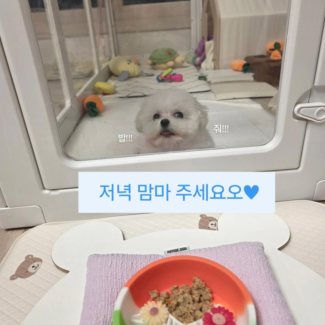 @gomtang_bichon이 올린 보울대학교 태그 게시물