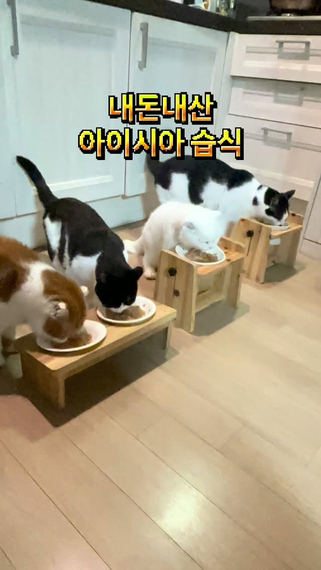 @_pawranger이 올린 아이시아 코리아 태그 게시물