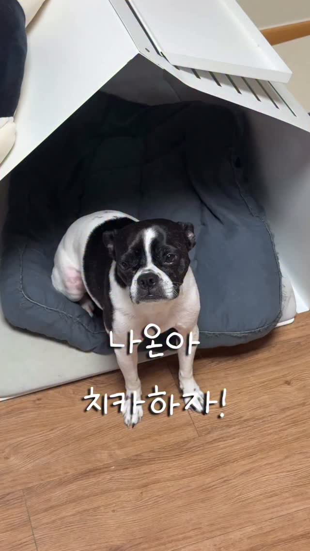 @_catchdog_이 올린 바이랩 태그 게시물