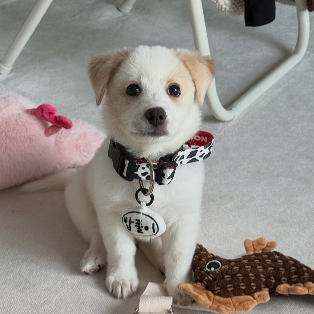 @hey.babpulii이 올린 누핀 태그 게시물
