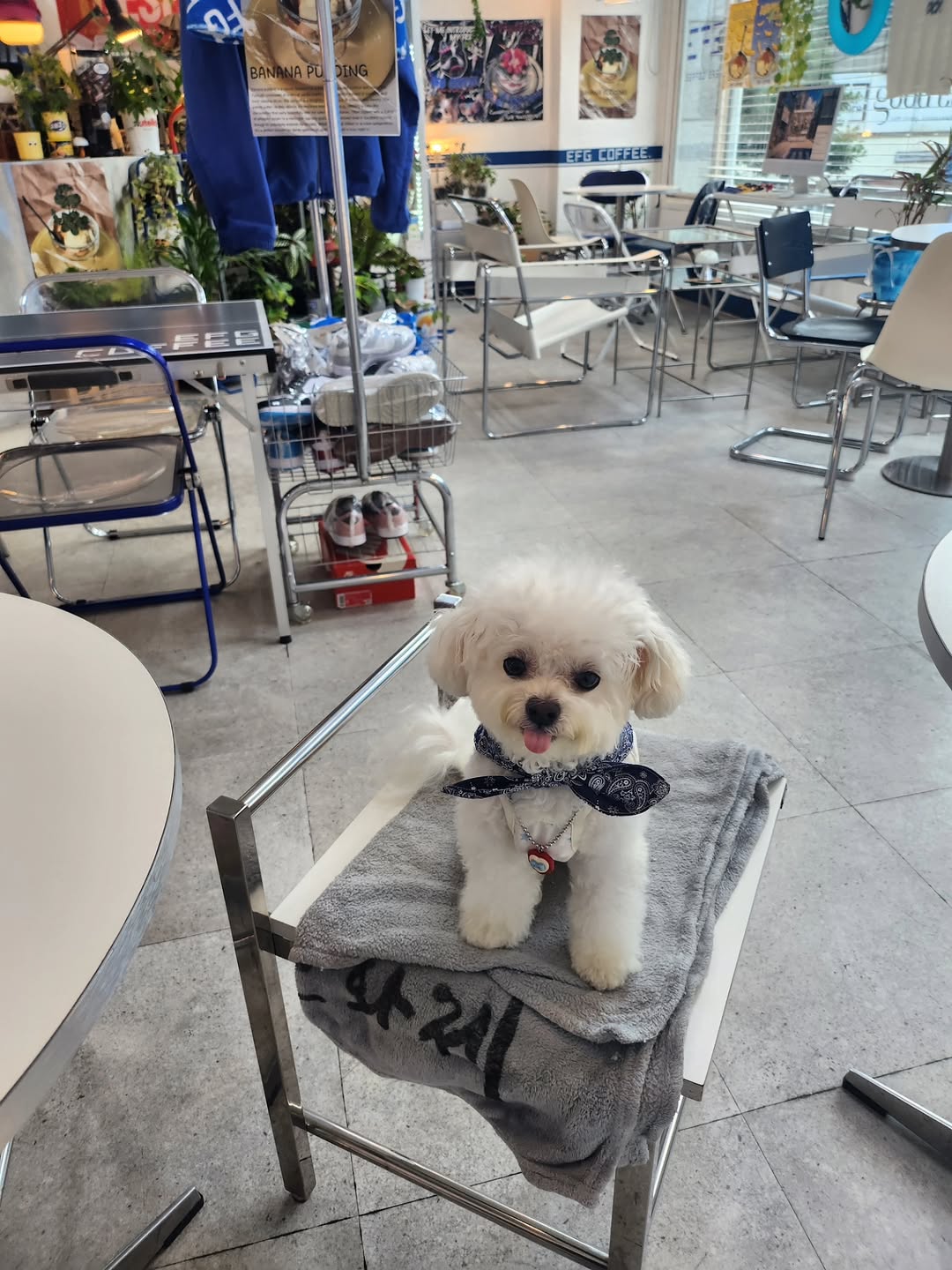 @eden_221224이 올린 컴피라비올리 태그 게시물