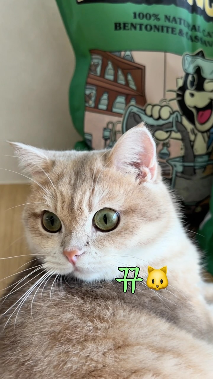 @bambie.thecat이 올린 HURRAY 허레이 태그 게시물
