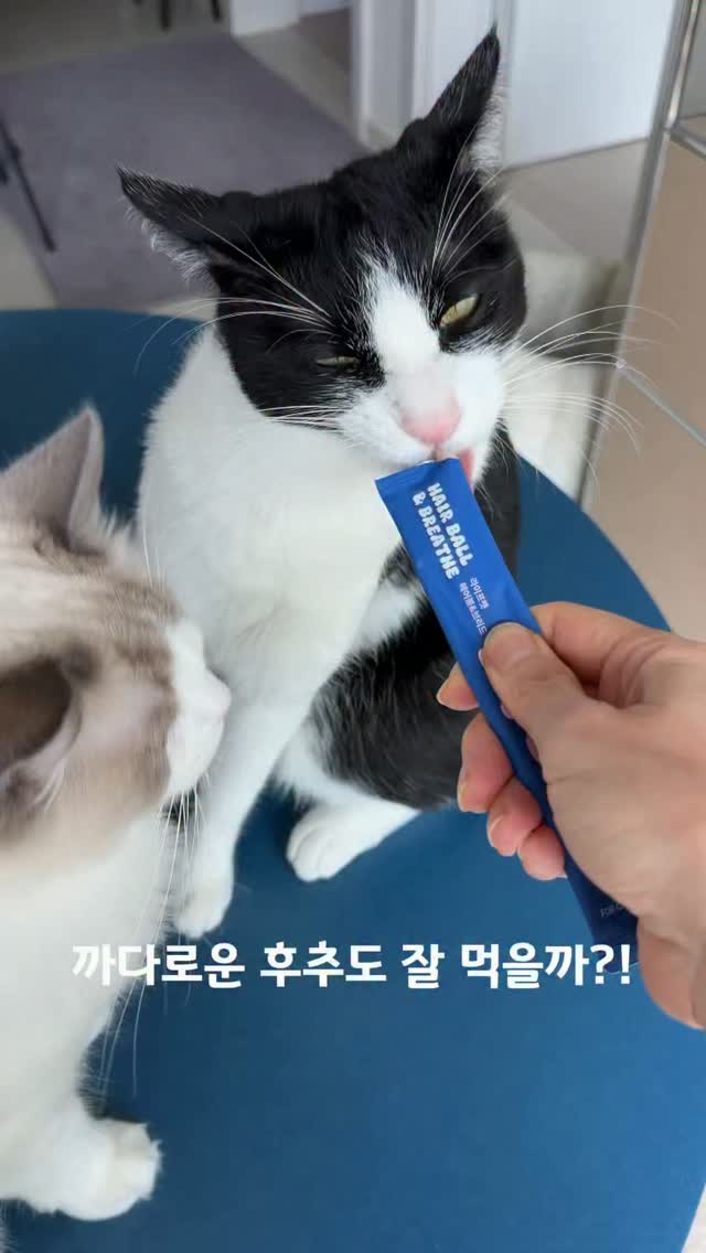@saltn_peppermom이 올린 라이프펫 태그 게시물