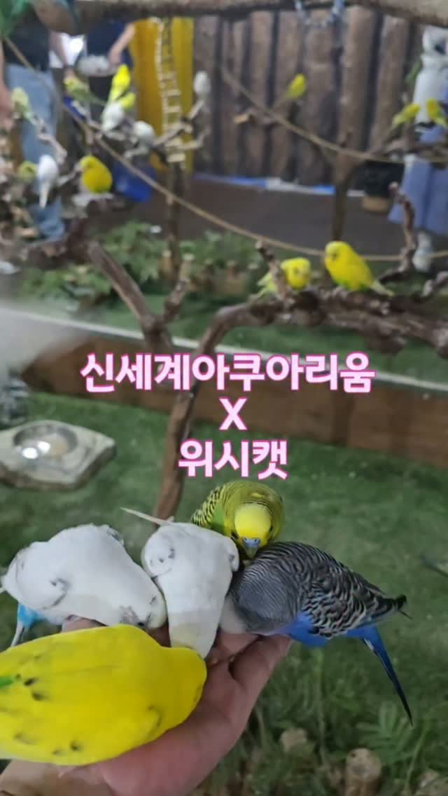 @min5465_이 올린 대구맘카페 태그 게시물