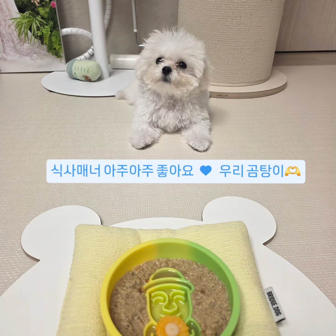 @gomtang_bichon이 올린 보울대학교 태그 게시물