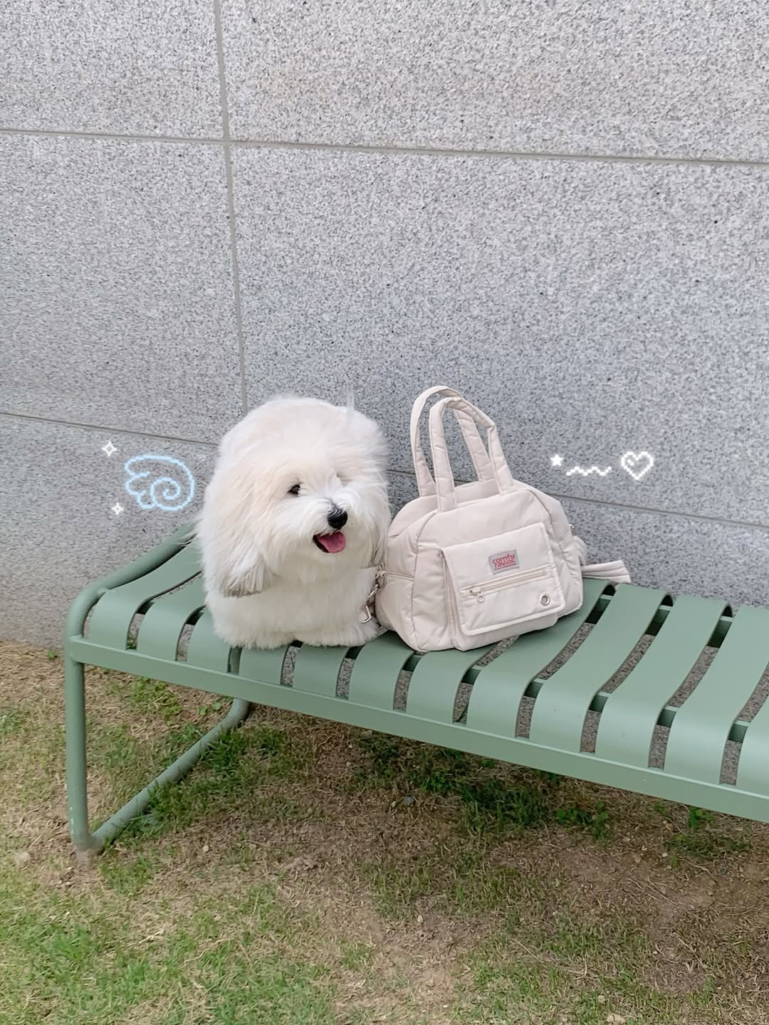 @cotonpetit이 올린 컴피라비올리 태그 게시물