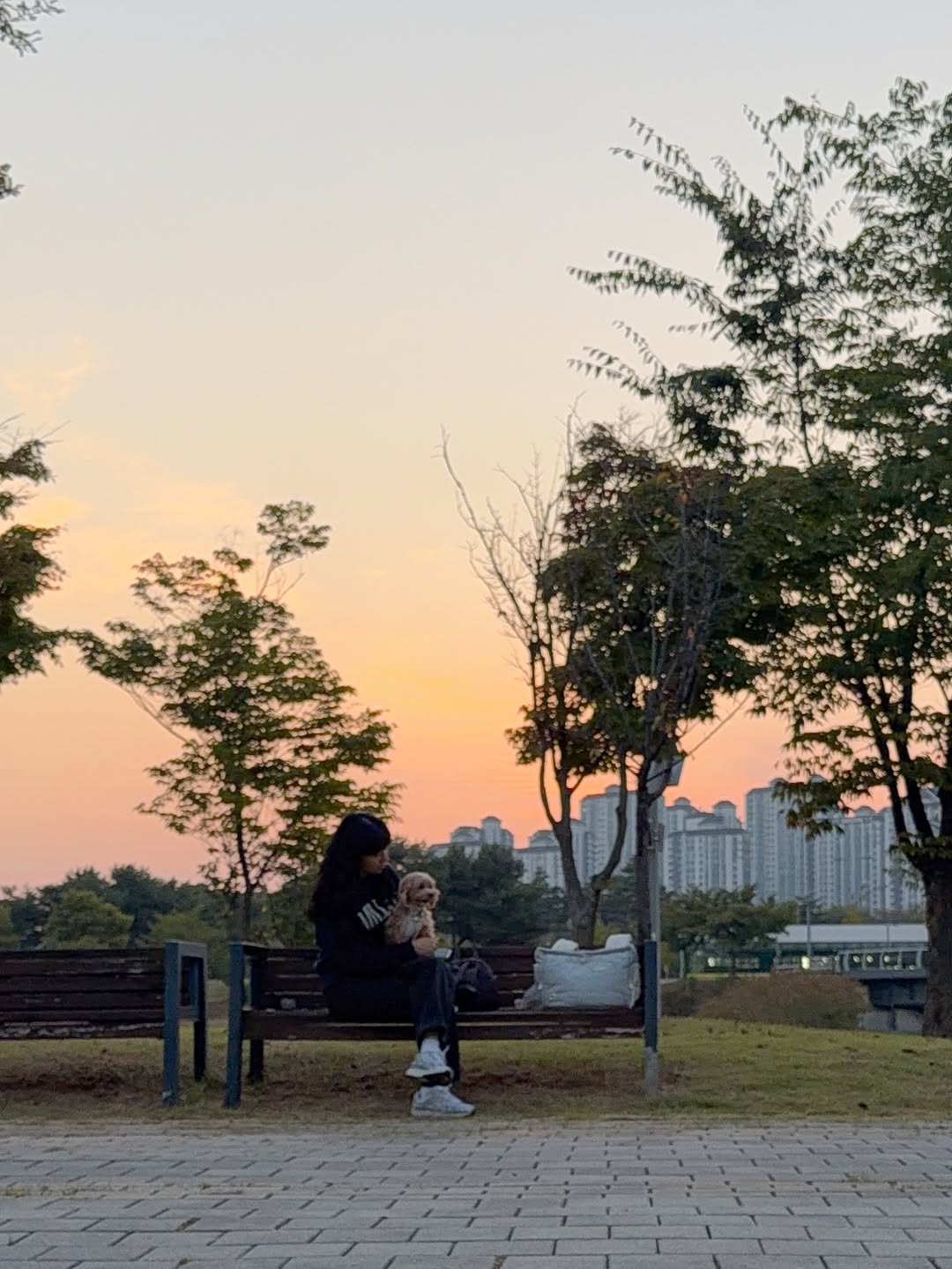 @my.t.ree_이 올린 컴피라비올리 태그 게시물
