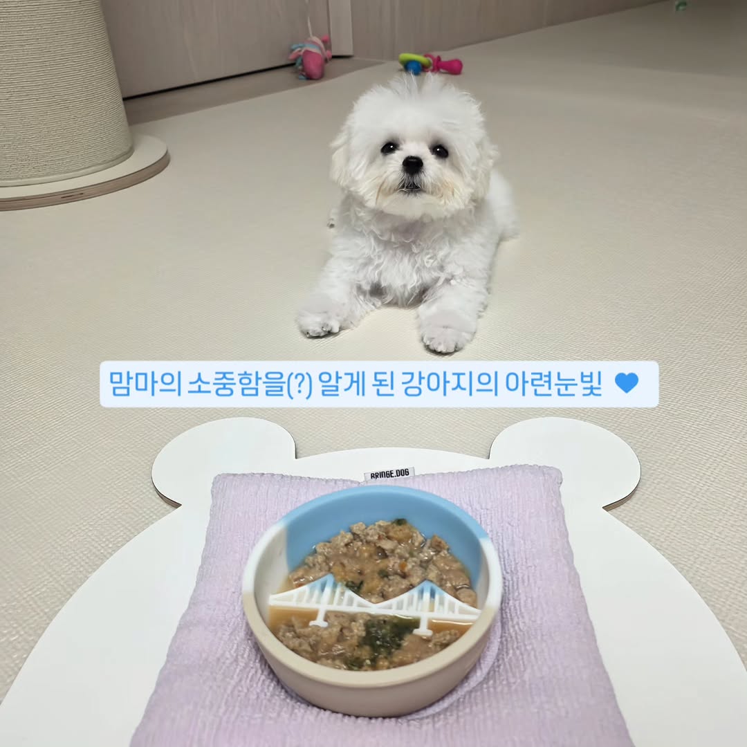 @gomtang_bichon이 올린 보울대학교 태그 게시물