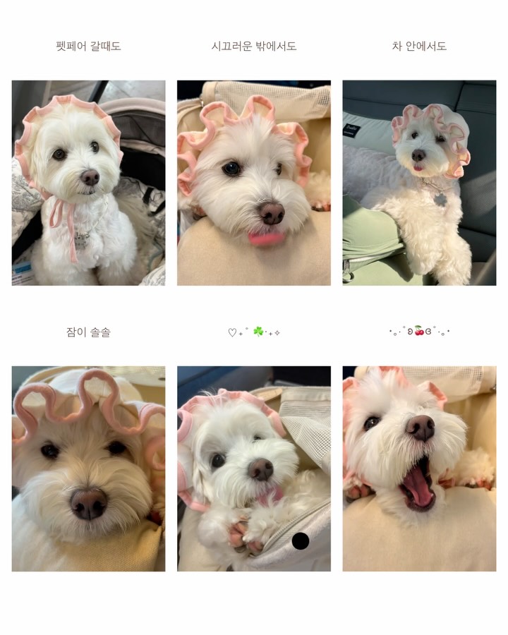 @ahn.__.roy이 올린 포포캄 태그 게시물