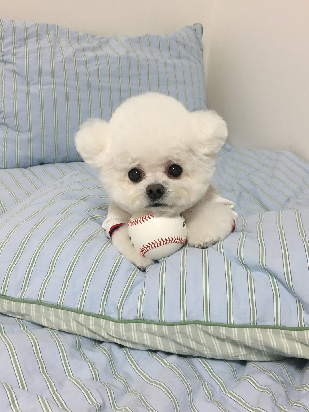 @im5eri이 올린 도씨 태그 게시물