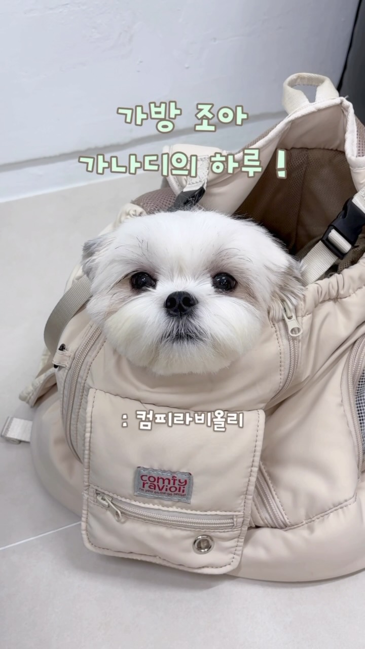 @seori0122이 올린 컴피라비올리 태그 게시물