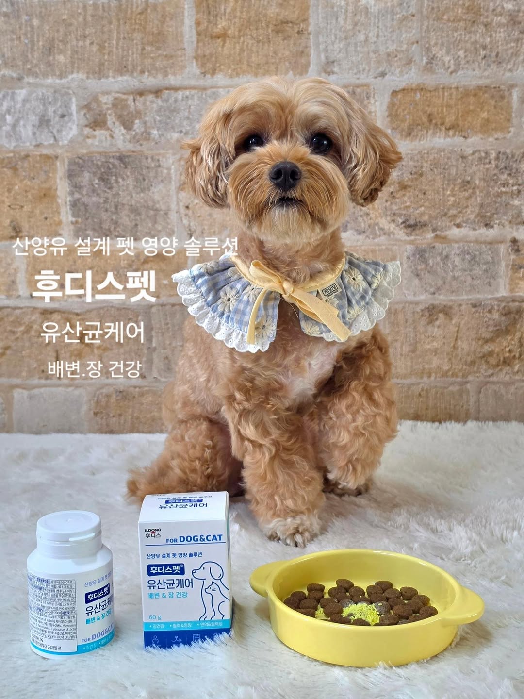 @bonny_221023이 올린 후디스펫 태그 게시물