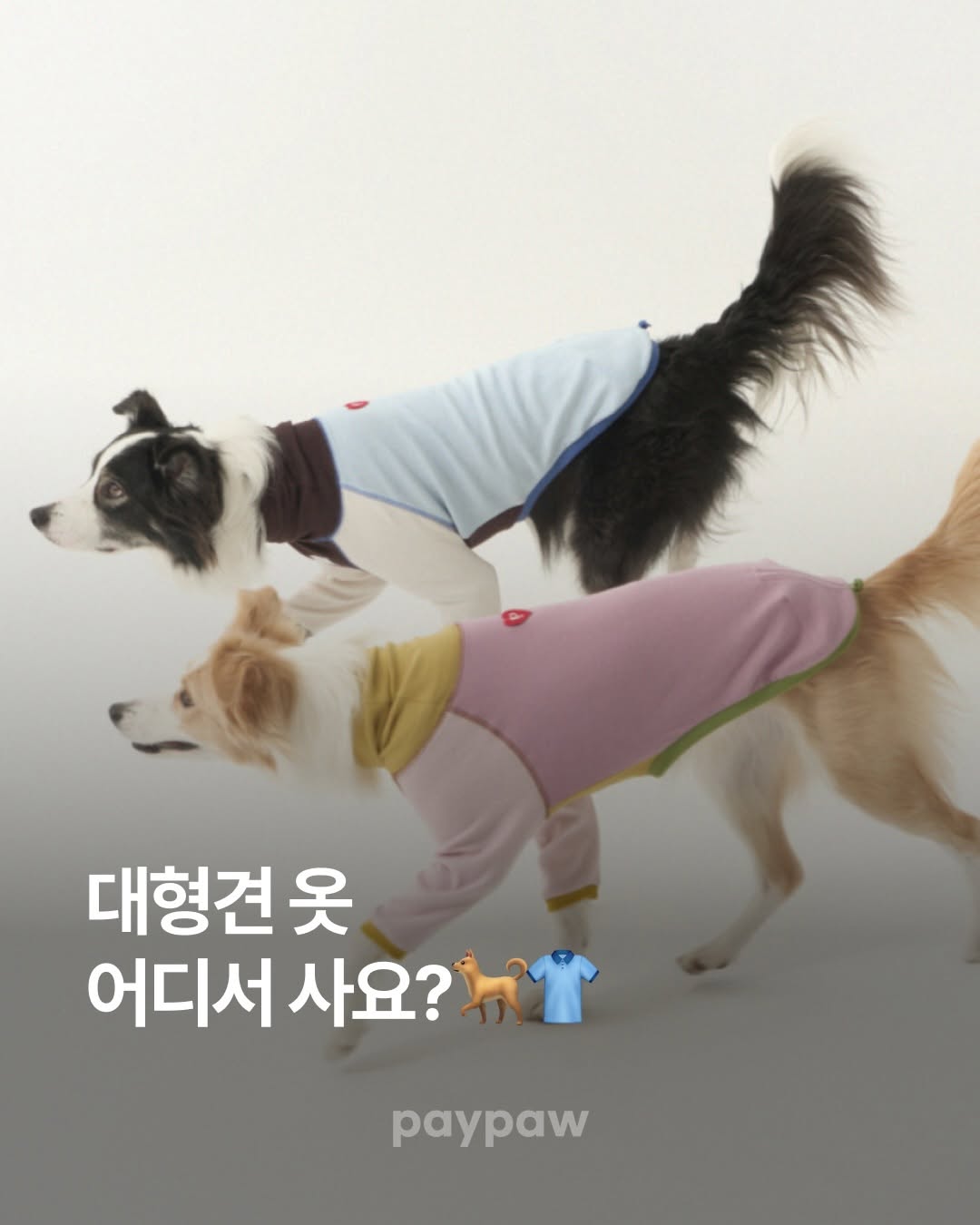 @paypaw.co.kr이 올린 누핀 태그 게시물