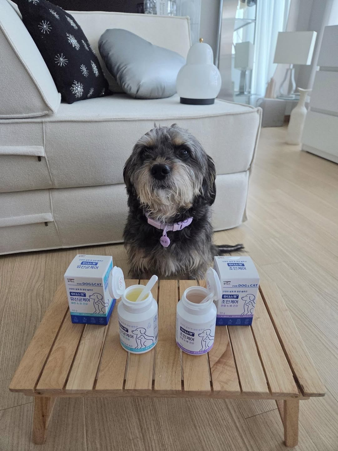 @dorkiegram_choco이 올린 후디스펫 태그 게시물