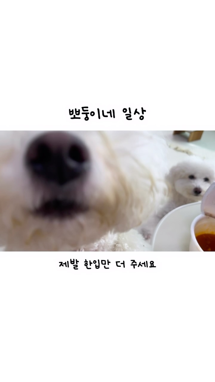 @bbodoong._.v이 올린 사계바이트 태그 게시물