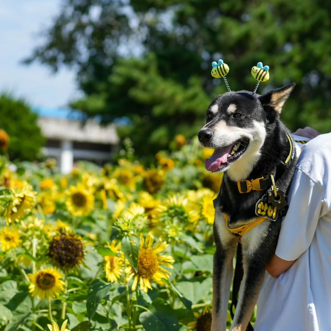 @san2_blacktan_jindo이 올린 누핀 태그 게시물
