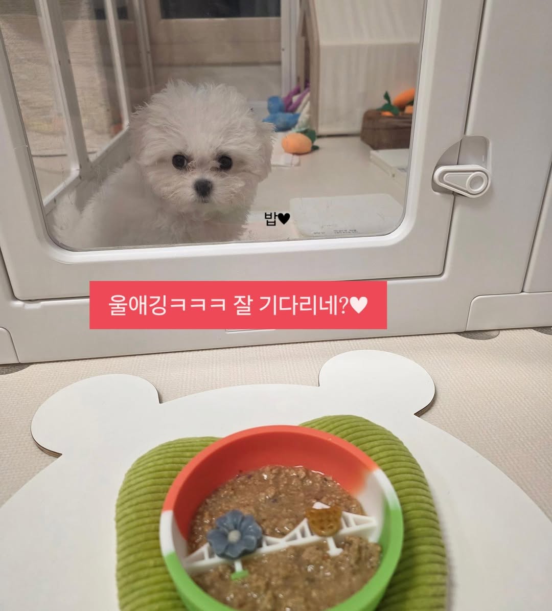 @gomtang_bichon이 올린 보울대학교 태그 게시물
